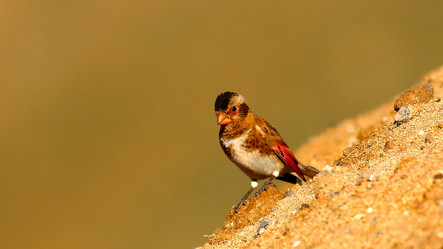 Crimson-winged Finch — Ana fotoğraf